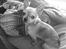 Chihuahua Pino R.I.P