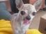 Chihuahua Pino R.I.P