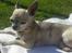 Chihuahua Pino R.I.P