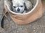 Chihuahua Pino R.I.P
