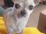 Chihuahua Pino R.I.P