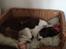 Border collie Nessa