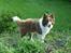 Border collie Nessa