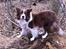 Border collie Nessa