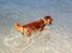 Gravhund Von-Fyrbo Casandra