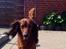 Gravhund Von-Fyrbo Casandra