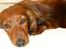 Gravhund Von-Fyrbo Casandra