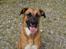 Blanding af racer Bertha - Glad hund