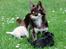Chihuahua Ayumi Von Edertal - Ayumi med sine 2 børn, Cupcake og Chaos :-) 1 juli 2014