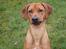 Rhodesian ridgeback Malou - Malou 1 år