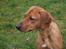 Rhodesian ridgeback Malou - Malou 1 år