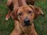 Rhodesian ridgeback Malou - Malou 1 år