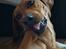 Rhodesian ridgeback Malou - Malou 1 år og nogle mdr. 