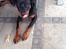 Rottweiler Tiva