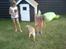 Labrador retriever Mojo