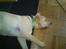 Labrador retriever Mojo