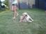 Labrador retriever Mojo