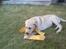 Labrador retriever Mojo