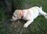 Labrador retriever Mojo
