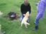Labrador retriever Mojo