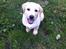 Labrador retriever Mojo
