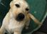 Labrador retriever Mojo