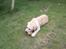 Labrador retriever Mojo