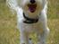 Malteser Fie R.I.P 26. Januar 2015
