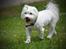 Malteser Fie R.I.P 26. Januar 2015