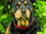 Rottweiler Mollie<3 |Molsen|<3 R.I.P Min trold..<3