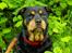 Rottweiler Mollie<3 |Molsen|<3 R.I.P Min trold..<3