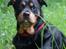 Rottweiler Mollie<3 |Molsen|<3 R.I.P Min trold..<3