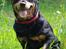 Rottweiler Mollie<3 |Molsen|<3 R.I.P Min trold..<3
