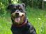 Rottweiler Mollie<3 |Molsen|<3 R.I.P Min trold..<3
