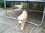 Labrador retriever Mojo