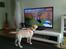 Labrador retriever Mojo