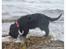 Cocker spaniel Rosa