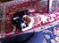 Cavalier king charles spaniel Frodo
