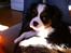 Cavalier king charles spaniel Frodo