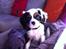 Cavalier king charles spaniel Frodo