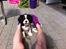 Cavalier king charles spaniel Frodo
