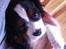 Cavalier king charles spaniel Frodo