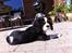 Cavalier king charles spaniel Frodo