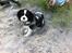 Cavalier king charles spaniel Frodo