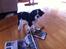 Cavalier king charles spaniel Frodo