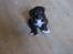 Border collie Sigga
