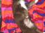 Border collie Sigga