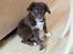 Border collie Sigga