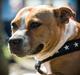 Staffordshire bull terrier Wenk Staff' s Legacy Of Buffy "CeCe"