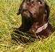 Labrador retriever Molly La Moulin <3